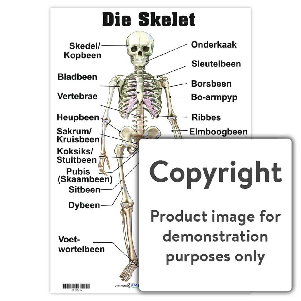 human skeleton diagram