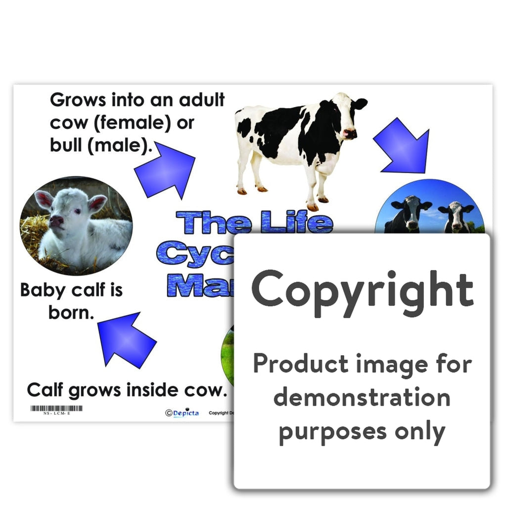 the-life-cycle-of-a-mammal-cow-depicta